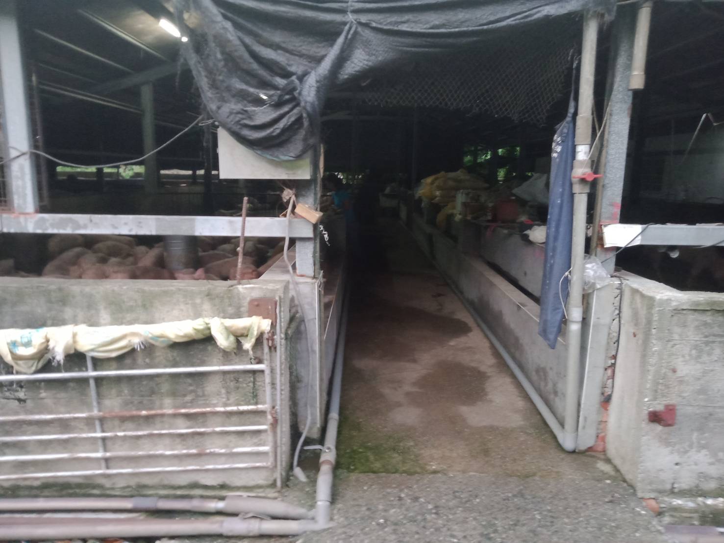 舊式畜舍照片